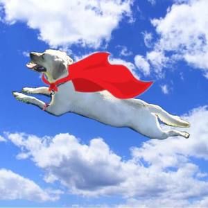 Meet your Posher, Young